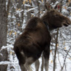 Meet your Posher, Cody